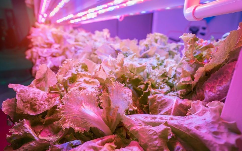 Che colore della luce LED è migliore per le piante?