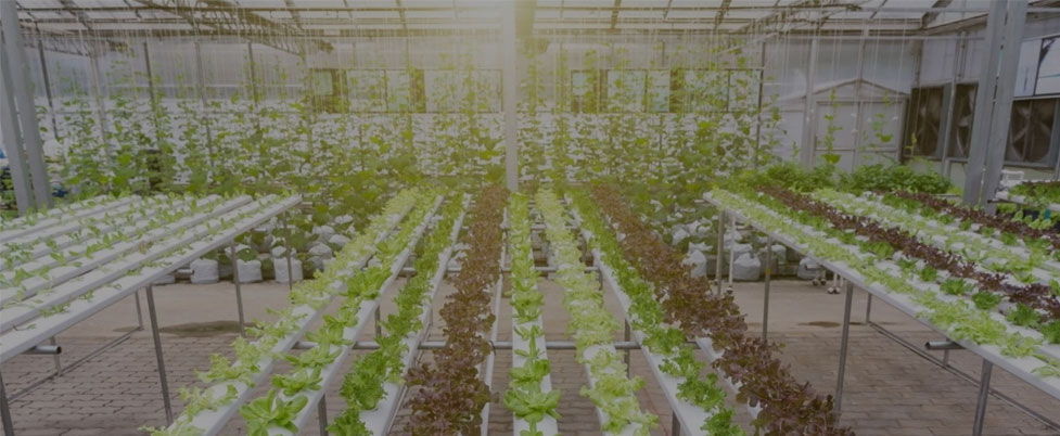 Puoi lasciare le luci di crescita accese 24 ore al giorno per le verdure