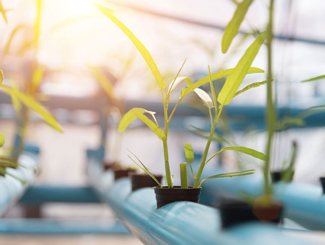 Le luci UV aiutano le piante a crescere